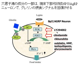 六君子湯の成分の一部は、視床下部弓状核NPY/AgRPニューロンで、グレリンの摂食シグナルを回復させる