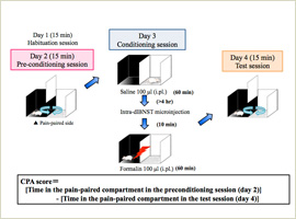 Conditioned Place Aversion (CPA) test