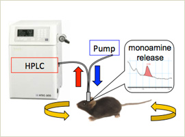 In vivo microdialysis