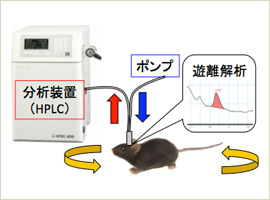 In vivo microdialysis法