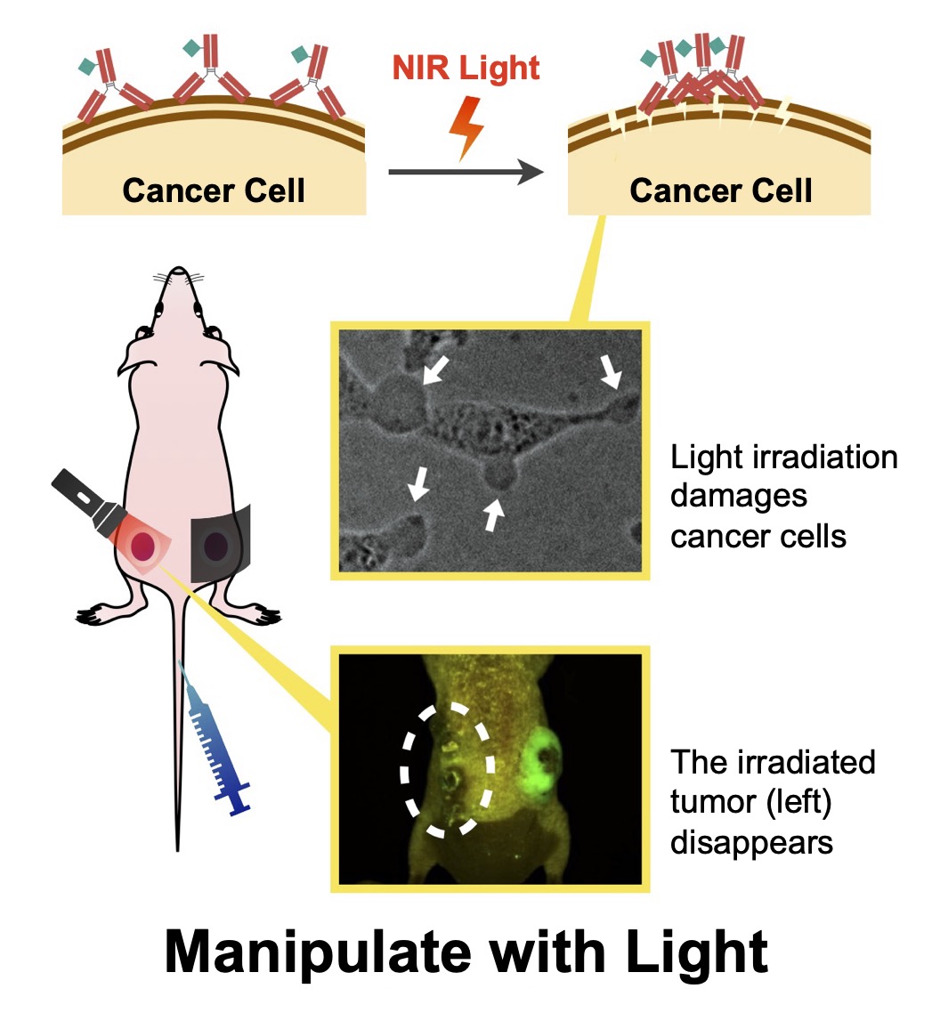 Near-infrared photoimmunotherapy