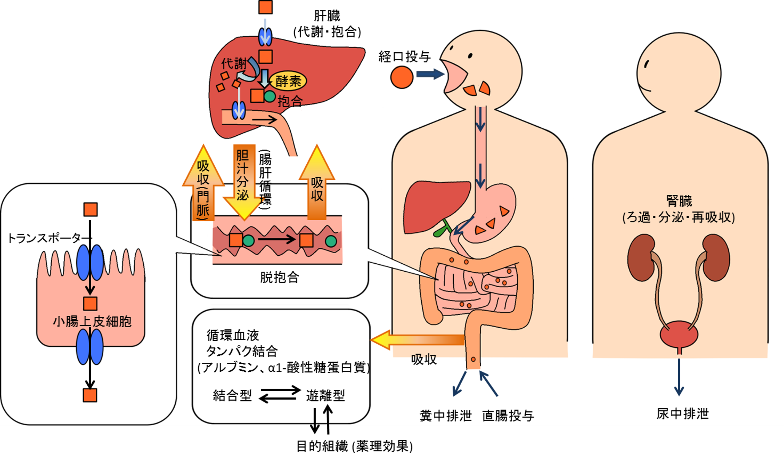 オキシコドン経口錠剤の副作用は何ですか?
