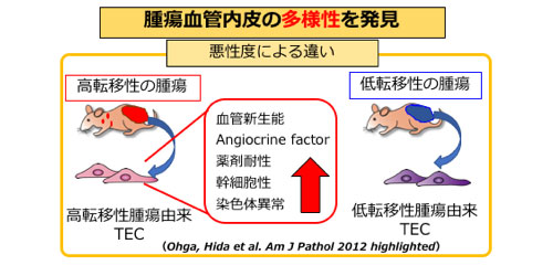 歯学研究院 研究内容 血管を標的とするナノ医療の実装 北海道大学機能強化促進事業