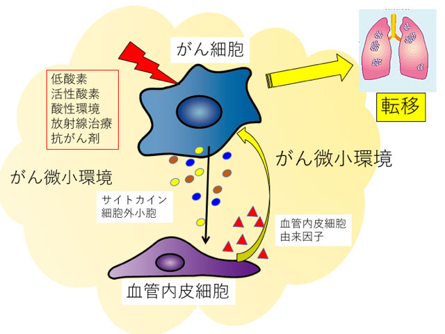 歯学研究院 研究内容 血管を標的とするナノ医療の実装 北海道大学機能強化促進事業